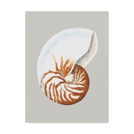 Trademark Fine Art Michael Willett 'Nautilus' Canvas Art, 35x47 WAG01220-C3547GG